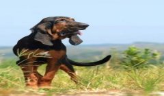 三角洲寻血猎犬补偿(三角洲行动寻血猎犬补偿多久到账?)